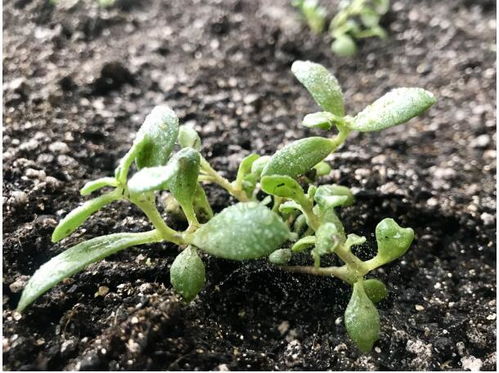 吉林省质监局发布红景天种植技术地方标准