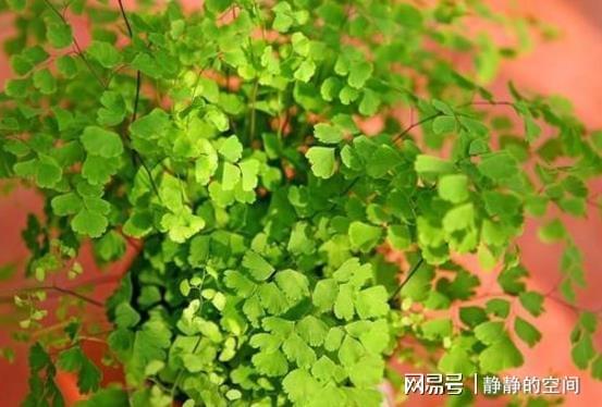 快死滴水观音怎么救？是剪叶还是换土