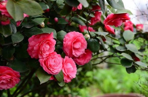 茶花， 肥的宠儿