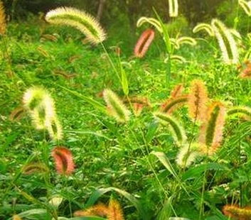 狗尾巴草，平凡中蕴含坚韧