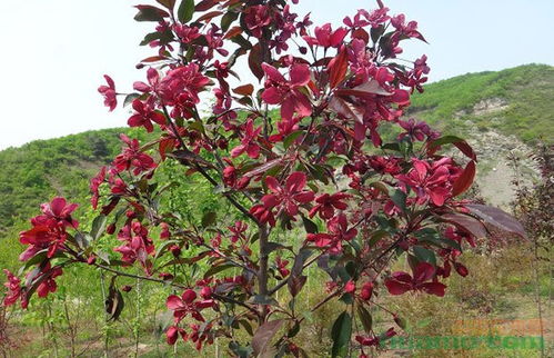 品种优良，质量过硬