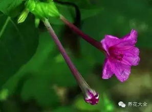 松虫草的花语和象征意义究竟蕴含着怎样的内涵与传承