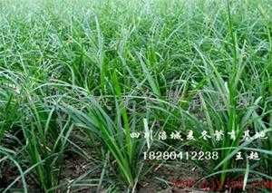 麦冬种植技术要领