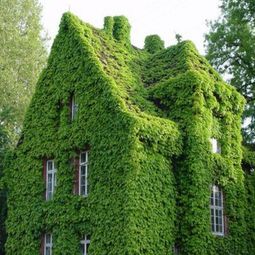 Q：廊架边上嫩种爬藤植物吗？