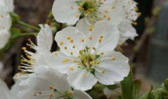 授粉的Zui佳时间