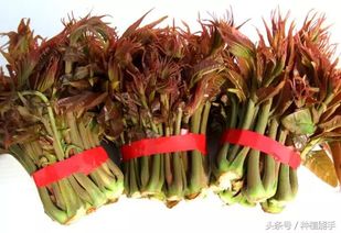 “香椿种植技术要点解析，如何从零开始种植香椿
