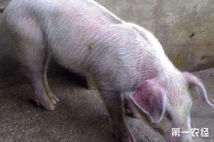 蓝耳警报：如何根据发病前兆来提前预防蓝耳病的发生
