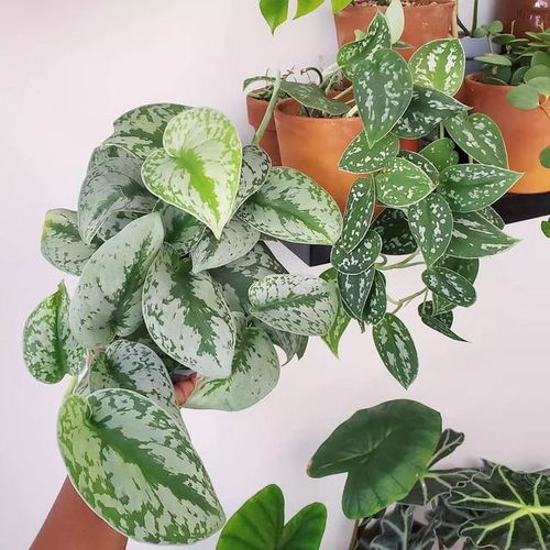 银斑葛：绿萝的“亲戚”， 同样喜阴