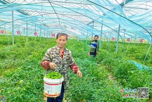 辣椒秧苗如何在家培育？能否顺利长成丰收的辣椒树