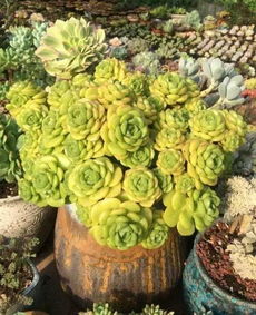 夏季适合养殖的多肉植物推荐