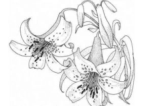 第二步：花瓣的勾画， 轻松上手