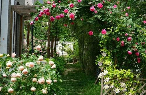 1. 伊芙胭脂香水月季