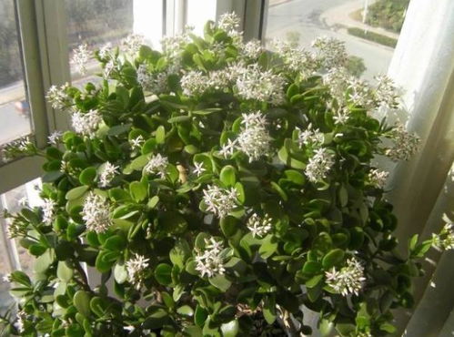 玉树花开秘诀，打造爆款家居绿植！