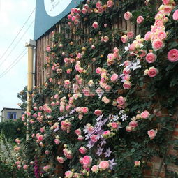 第一步：选对地方， 月季喜欢阳光和风