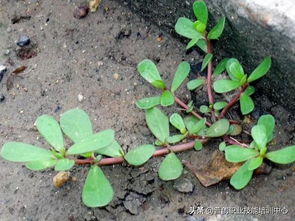哪种除草剂牌子好用，对农田杂草效果显著？