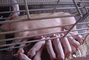 母猪断奶至配种间隔：产后恢复至繁殖周期