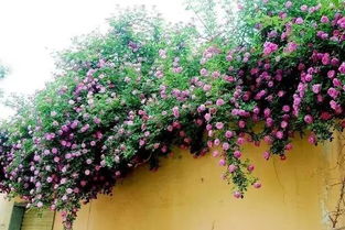 花朵特征