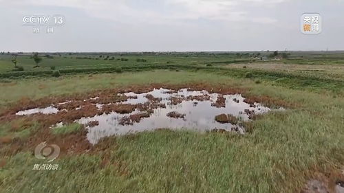 盐碱地种花？别急，先堪这里！