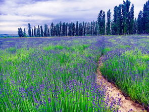 种植建议：如何养好天山之星月季