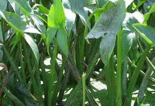 韶关花木蓝园艺新品种：粉红色豆荚花，满足您新居园艺需求！