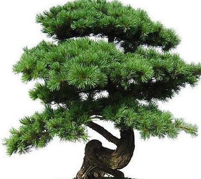 五针松种子发芽的神秘温度大揭秘