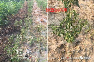 聊聊除草剂这东西