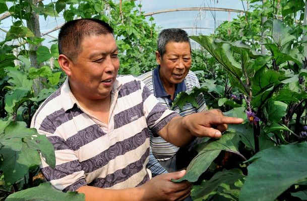 嫁接太阳花时最适合使用哪种砧木