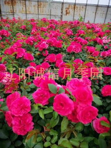 月季：园艺的骄傲