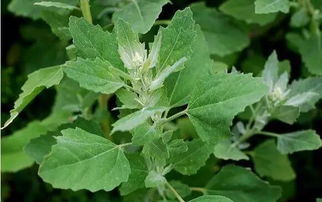 野菜大全图鉴，这些美味你尝过吗