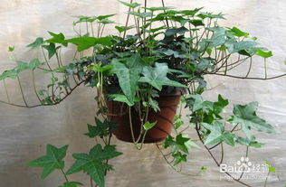 常春藤的神奇功效，你知道吗？