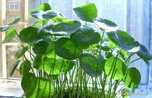 铜钱草开花后如何处理才能避免影响其生长和观赏价值