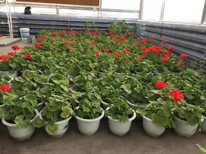 深夜23:00 植物急诊室