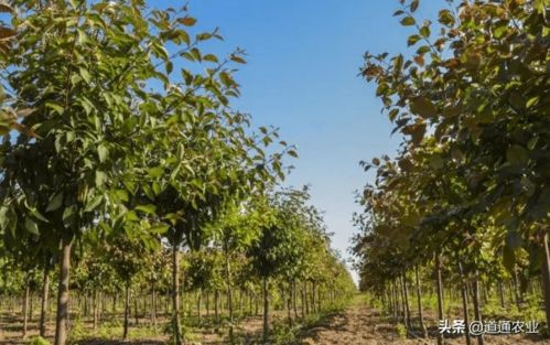 夏季绿化移栽树木，成活率是关键！