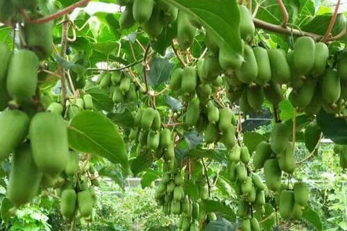 桃秀珍品，果实饱满