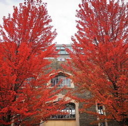 秋海棠：秋天的色彩大师