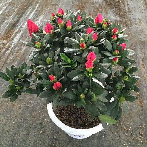 映山红在冬天的状态