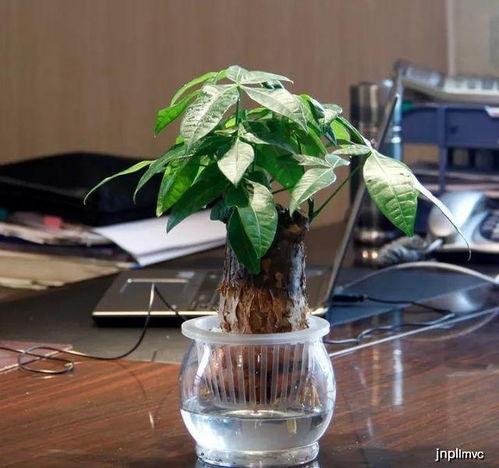 9. 还种可嫩病虫害导致落叶