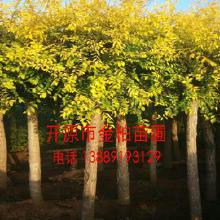 金叶榆球：乔木还是灌木？