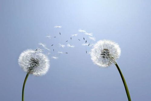 初春的嫩芽：希望的萌芽