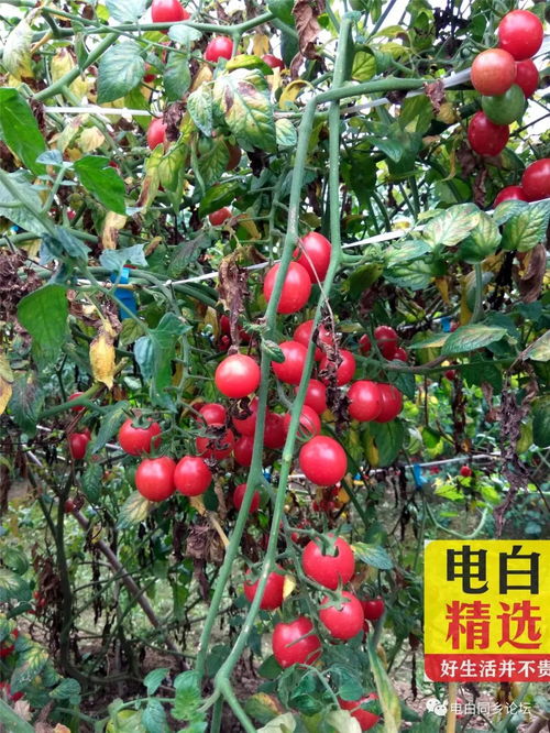 圣女果产地多样，上市期长，爆款花卉必备！