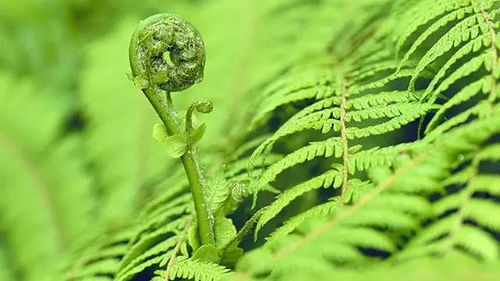 槐叶蘋：吸附重金属的“清道夫”