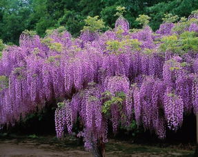 紫藤花品种大比拼