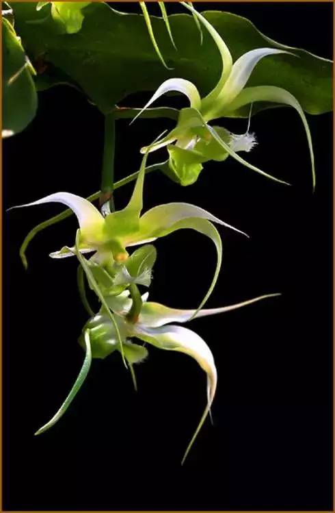 化学成分与药理作用