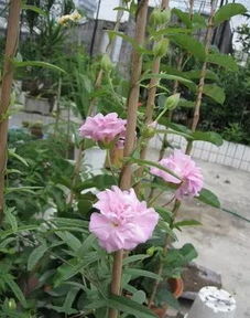 月季在园林绿化中的应用