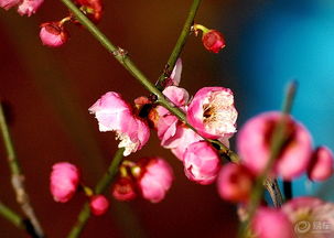 红梅与红梅花：季节的奥秘