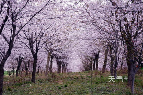 平坝农场樱花开了吗？2024年最新花期预测