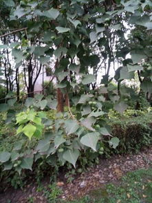 喜树与绿篱植物的美妙结合