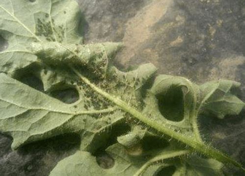 话说咱家那西瓜地里的腻虫和蚜虫啊， 真是让人头疼得要死