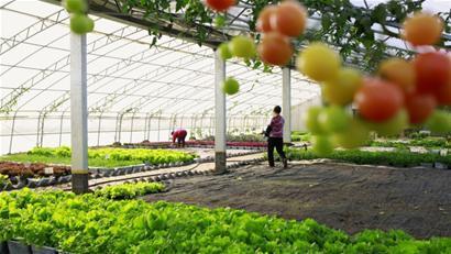 光伏蔬菜大棚的奇妙之处