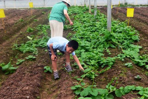 有机肥料的使用方法和种类